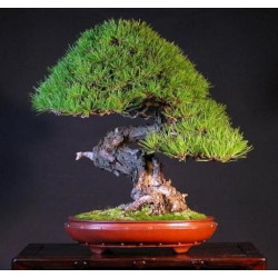 Pino rojo japonés / Pinus densiflora - Sobre 10 semillas
