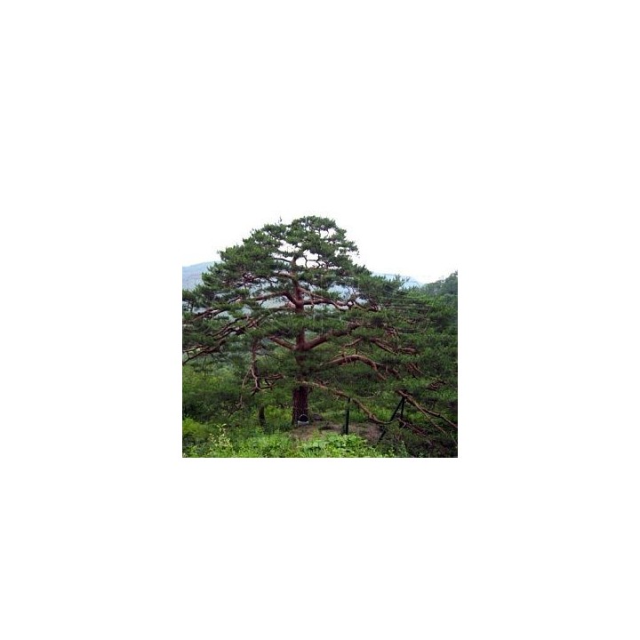 Pino rojo japonés / Pinus densiflora - Sobre 10 semillas