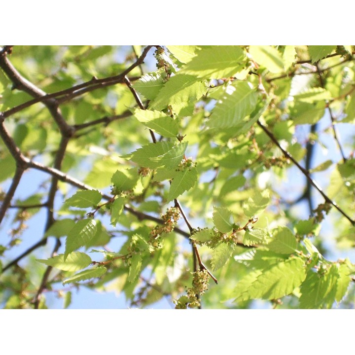 Zelkova serrata / Olmo chino - Sobre 10 semillas