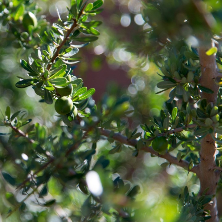 Sementes de Argan (Argania spinosa) | Loja de sementes