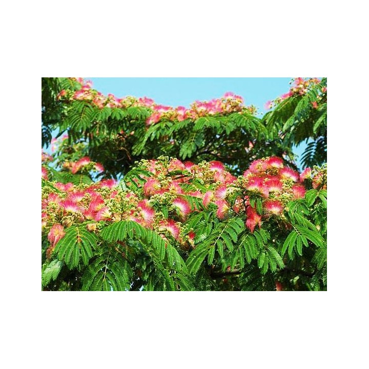 Acacia de Constantinopla / Acacia Persa - Sobre 25 semillas