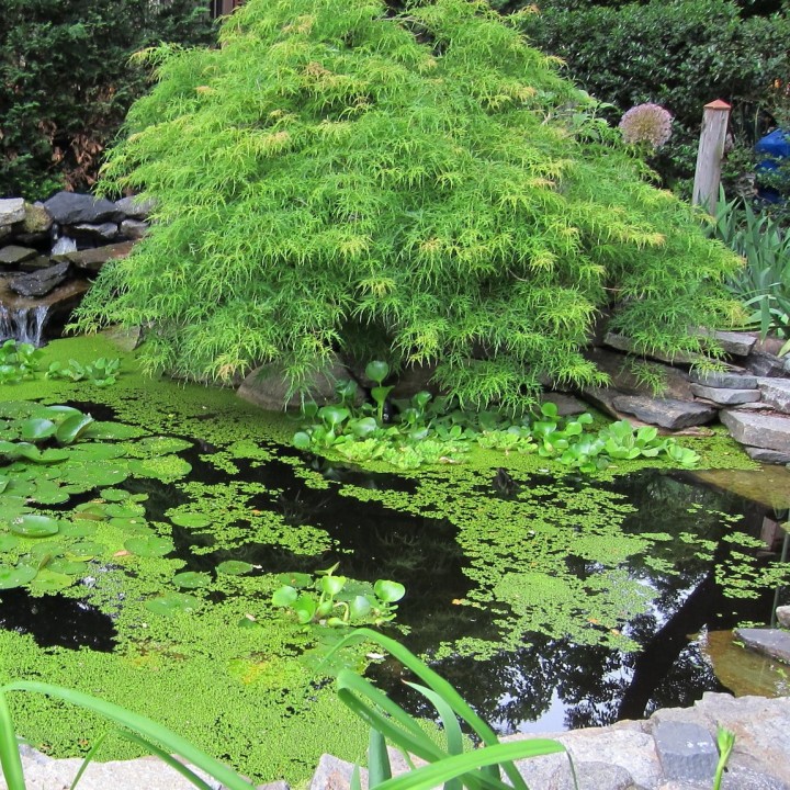 Semillas de Acer palmatum Dissectum, Arce japonés para sembrar bonsai