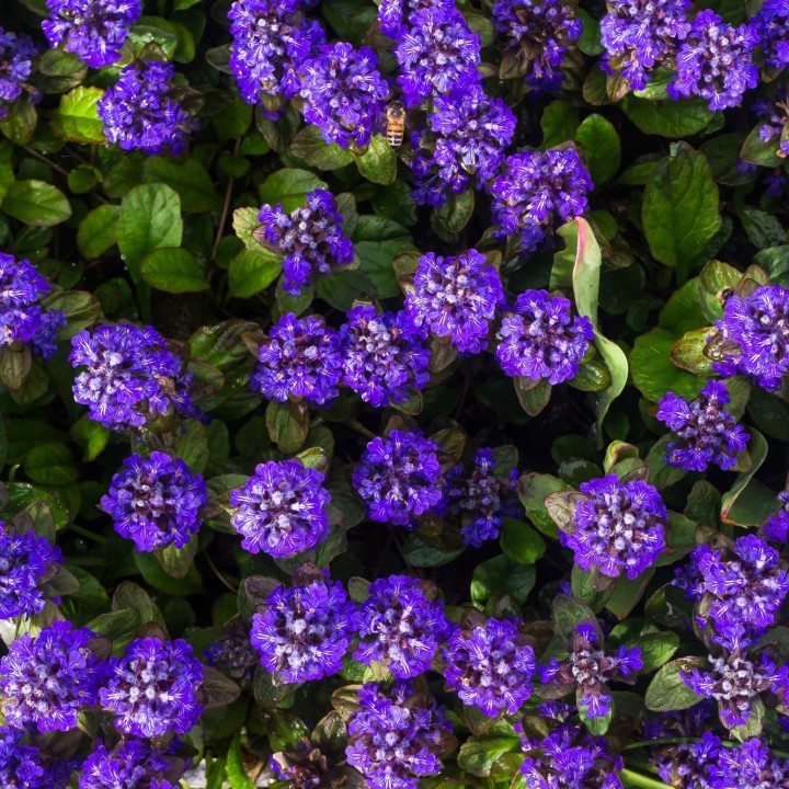 Sementes de Ajuga reptans, Búgula ou Consolda-media