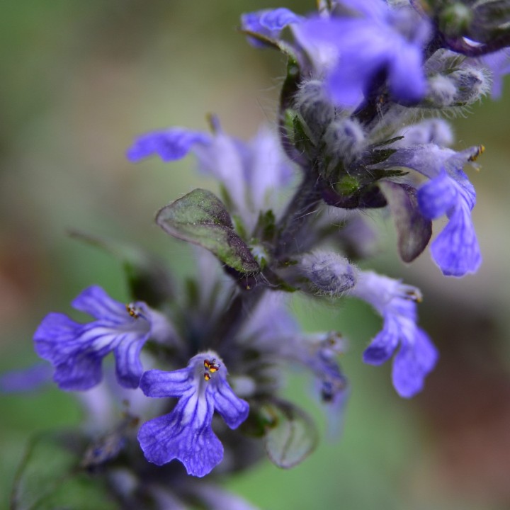 Sementes de Ajuga reptans, Búgula ou Consolda-media