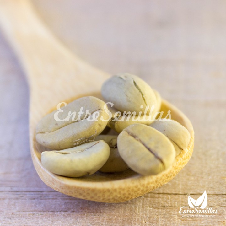 Semillas de café arabigo, coffea arabica, cafeto, arabico, sembrar