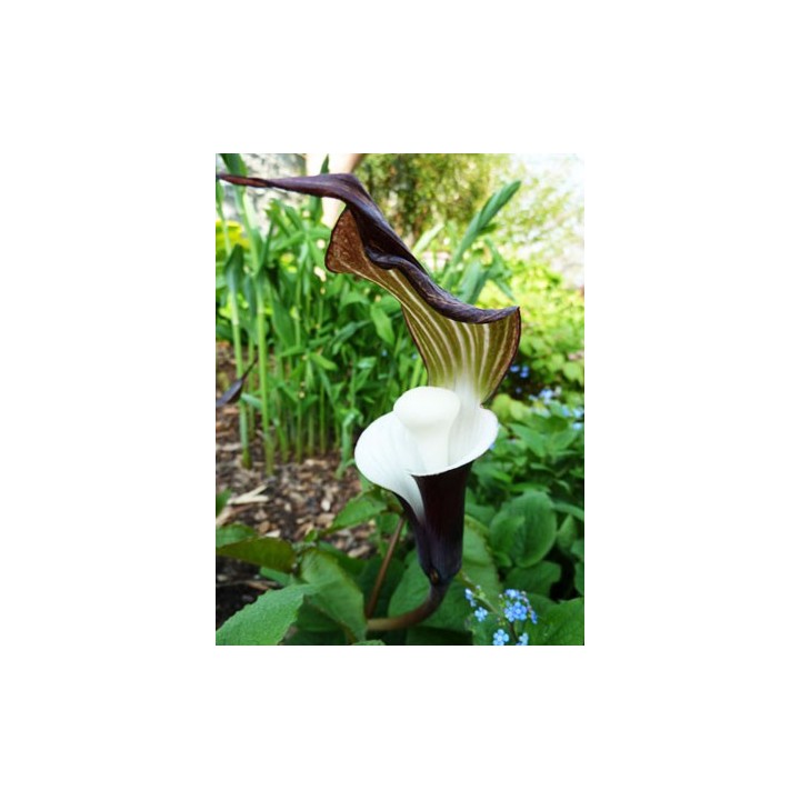 Arisaema sikokianum - 1 bulbo