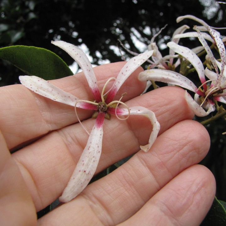 Sementes de Castanha do cabo (Calodendrum capense)