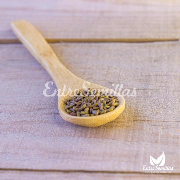 Galega officinalis em sementes para venda