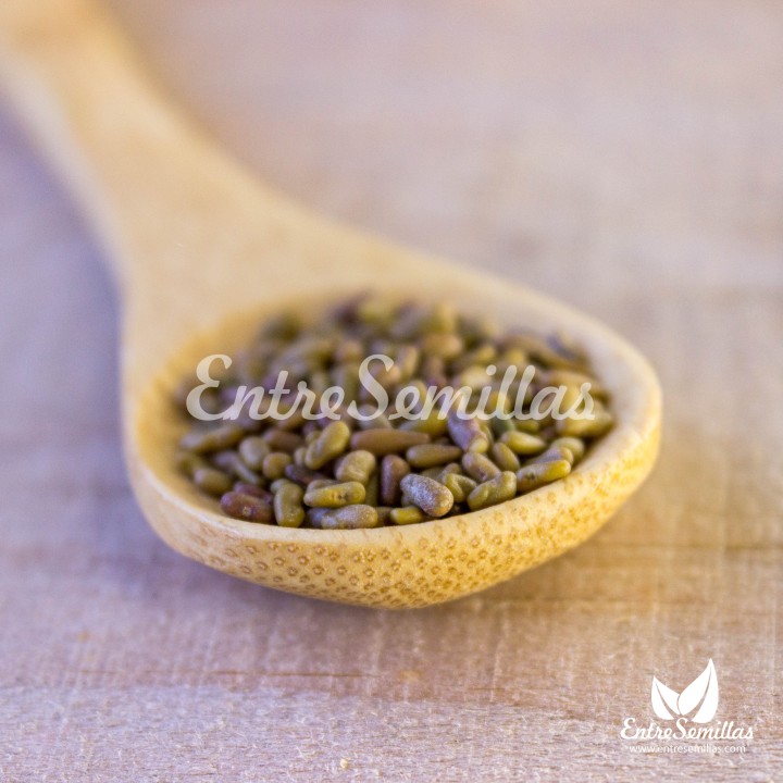 Galega officinalis em sementes para venda