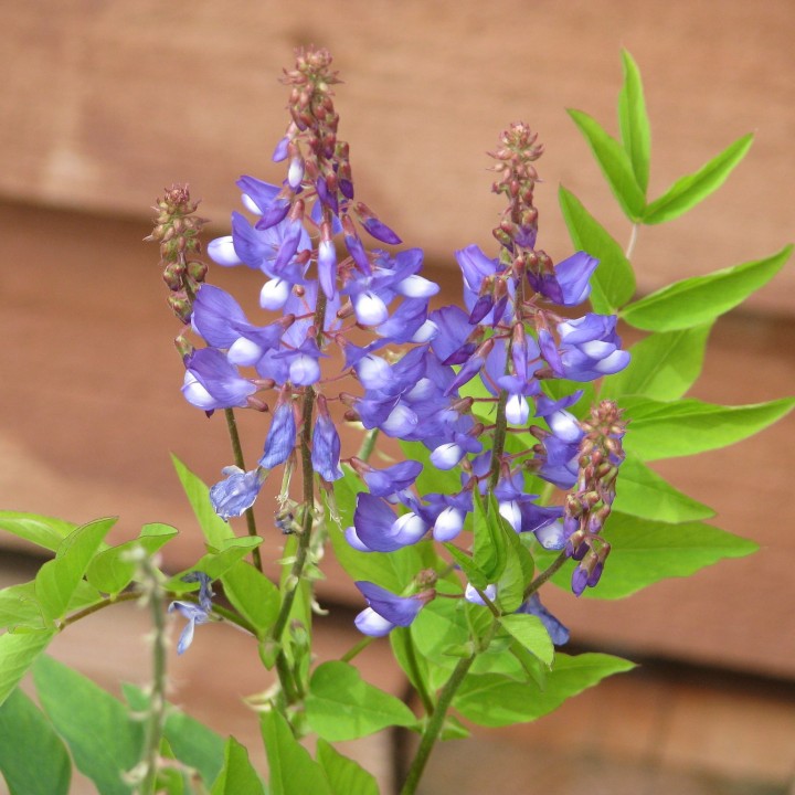 Galega officinalis em sementes para venda