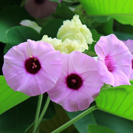 flor hawayana violeta