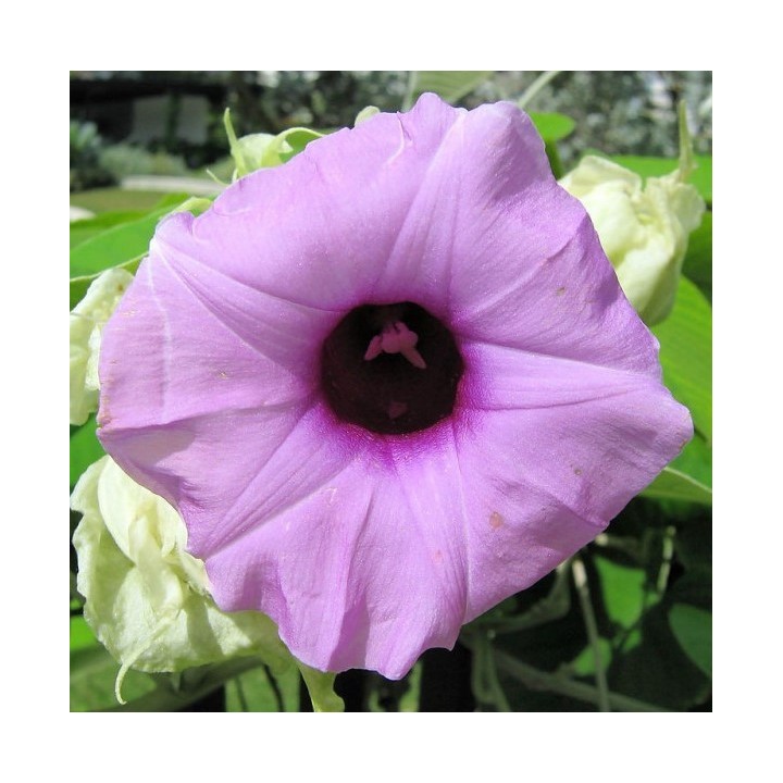 flor hawaiana woodrose argyreia nervosa