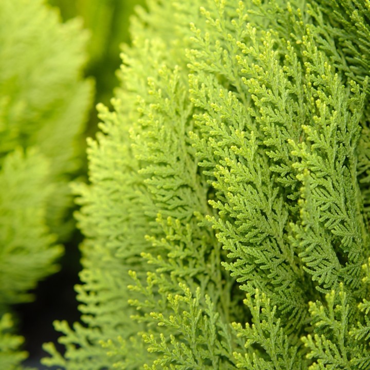 Sementes de hinoki cypress (Chamaecyparis obtusa) para bonsai