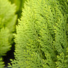 Hinoki Cypress - 50 sementes