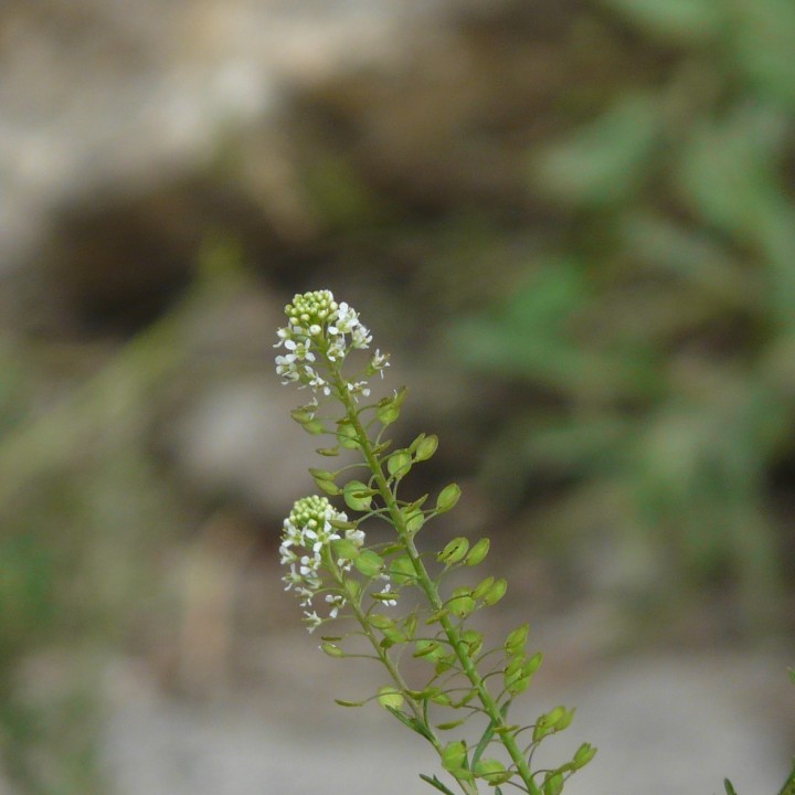 Sementes de Masturço (Lepidium sativum) agrião de jardim