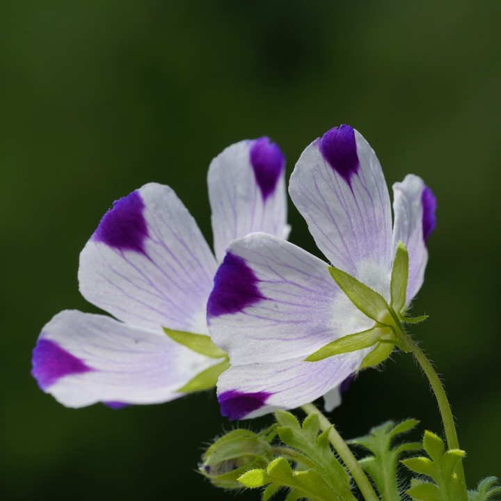Semillas de nemophila maculata cinco gotas azul azules flores precio