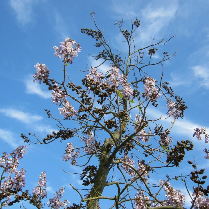 Sementes de Paulownia tomentosa ou árvore Kiri