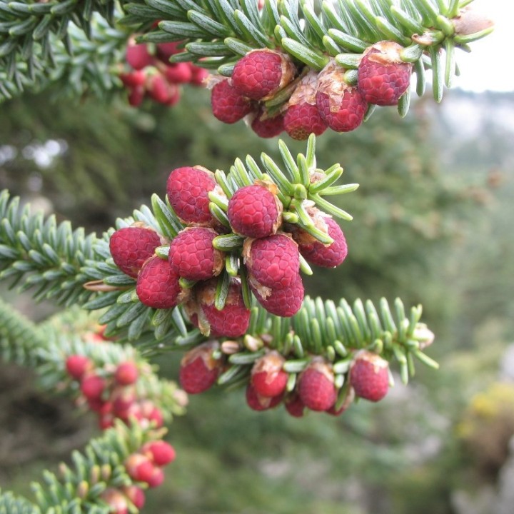 Sementes de Abeto espanhol (Abies pinsapo) ou abeto de Espanha