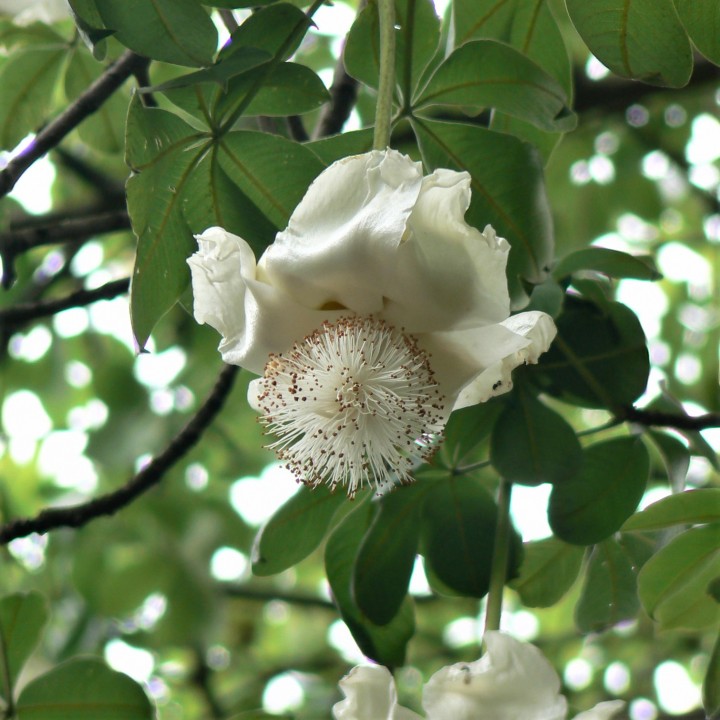 Sementes de Baobá o Adansonia digitata | EntreSementes