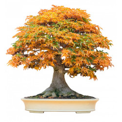 arce japonés árbol de bonsai semillas bonsai