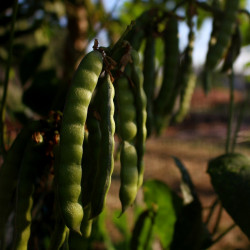Jícama - 8 sementes