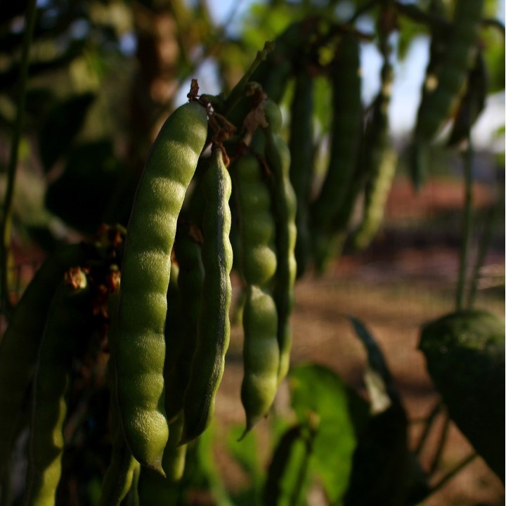 Sementes de Jícama (Pachyrhizus erosus)