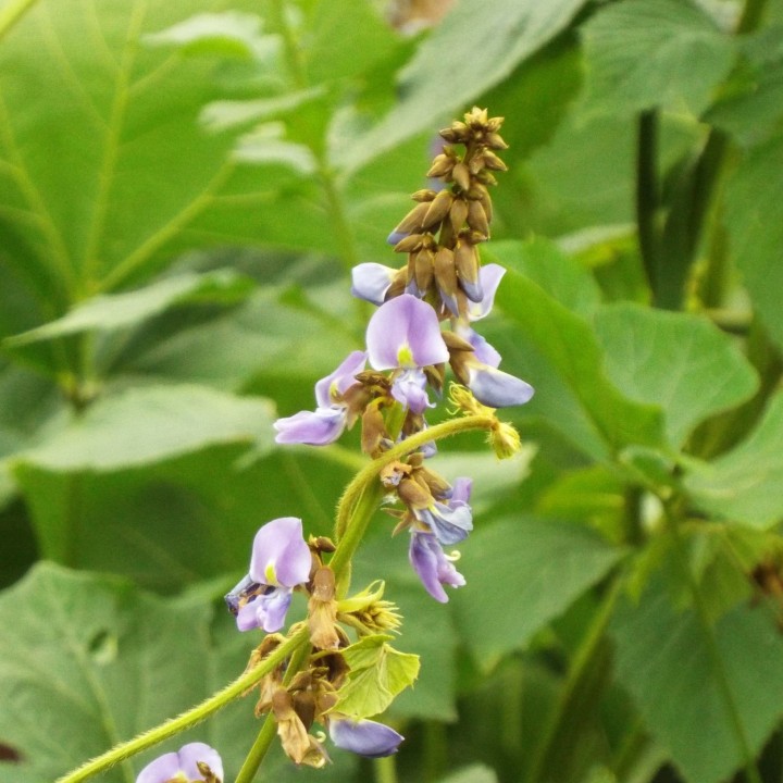 Sementes de Jícama (Pachyrhizus erosus)