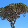 pino stone pine semillas de pinus