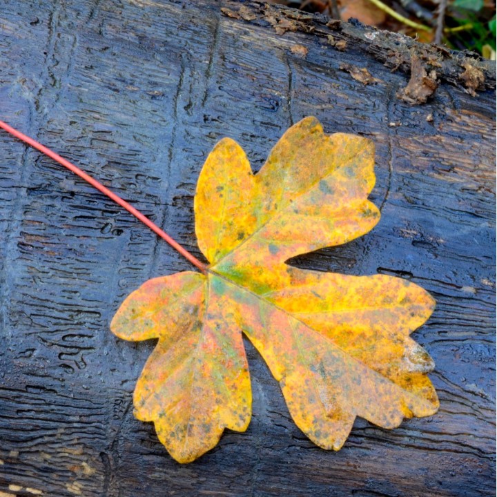Sementes de Bordo comum (Acer camprestre)
