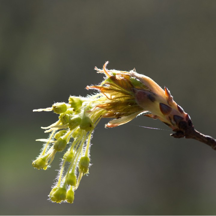 Acer saccharum sementes
