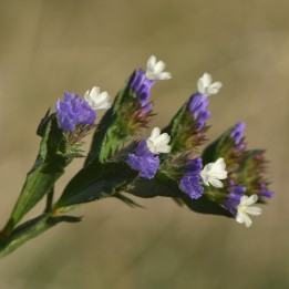 Estatice - Sementes