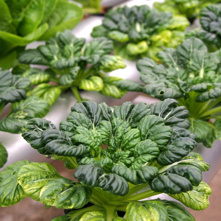 Sementes de Tatsoi, o vegetal asiático para semear | loja de sementes