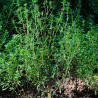 semillas satureja hortensis