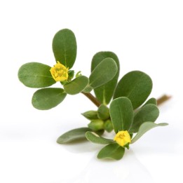 Beldroega - sementes