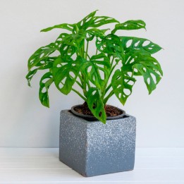 Planta de Monstera obliqua Leichtlinii | EntreSemillas vivero online