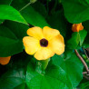 flor amarilla thunbergia alata semilla