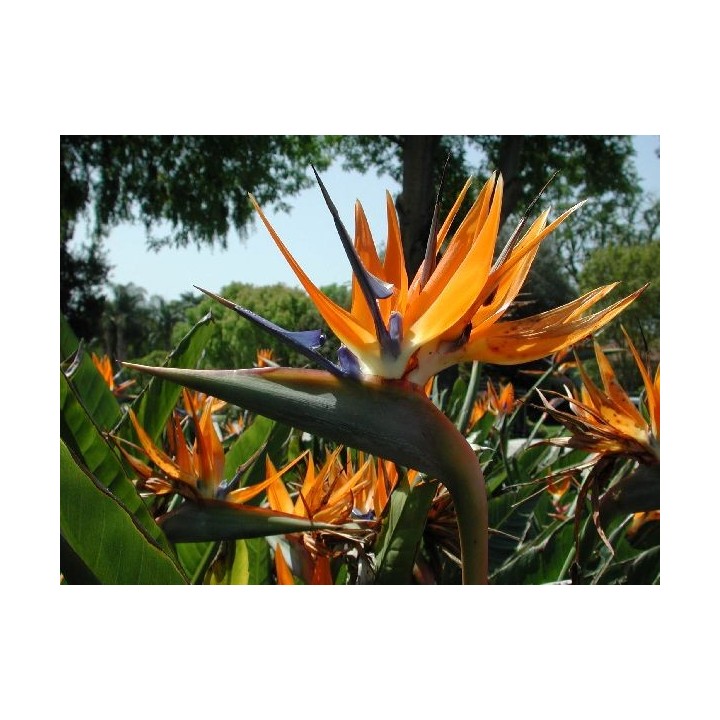 Flor Ave del Paraíso