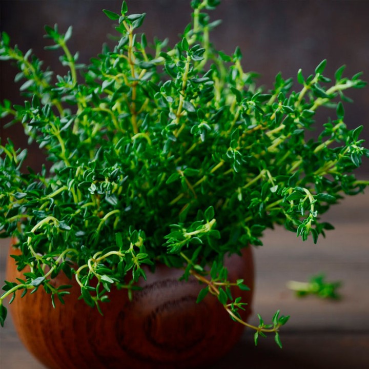 sementes de Thymus fragrantissimus