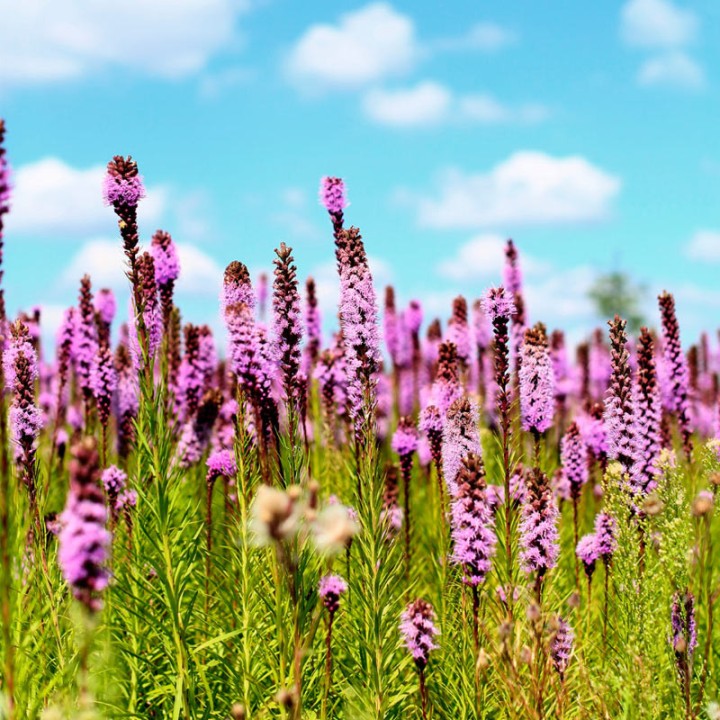 Liatris spicata sementes