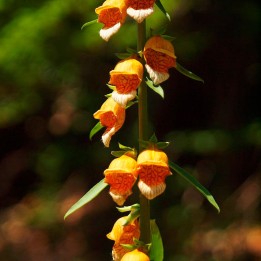 digitalis laevigata sementes