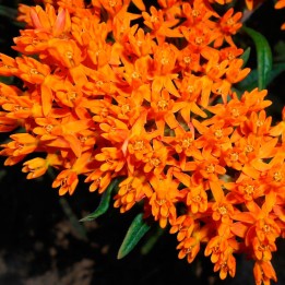 Asclepias tuberosa - Sementes