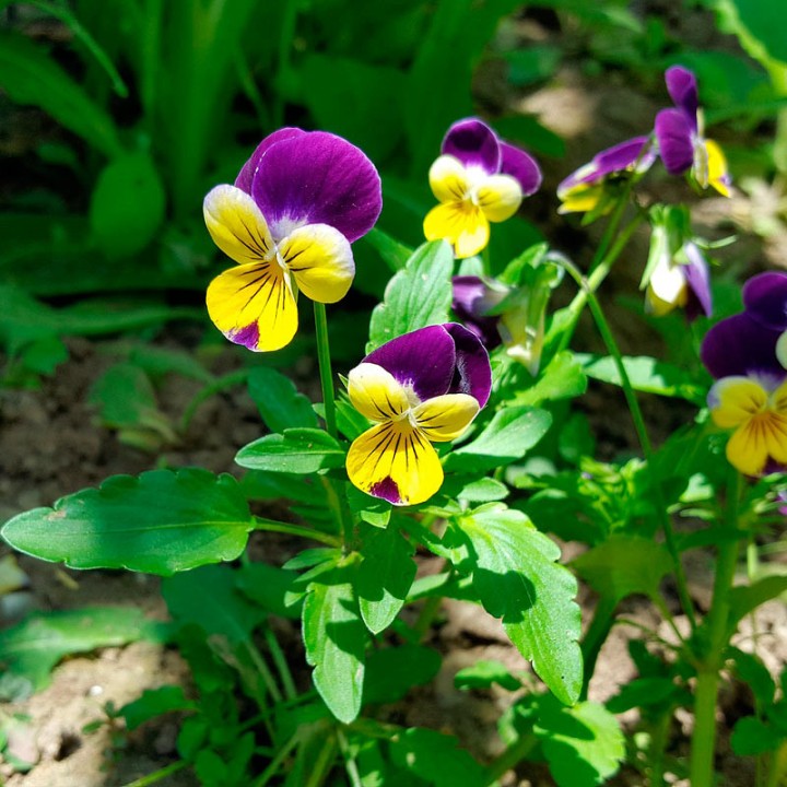 sementes de viola tricolor
