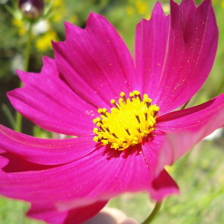 Sementes de flores Cosmos bipinnatus Sensation