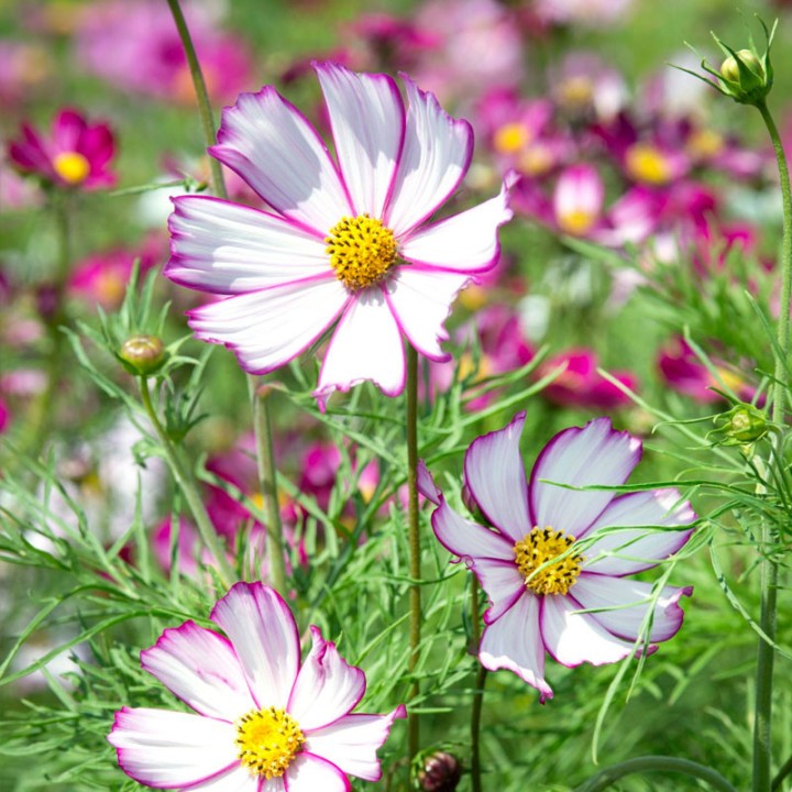 Sementes de Cosmos bipinnatus Tip Top Picotee | Sementes de flores