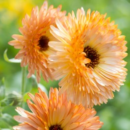 Sementes de calêndula laranja flash | Sementes de flores