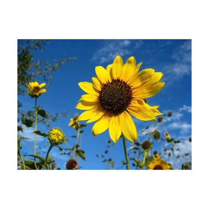 Girasol ornamental