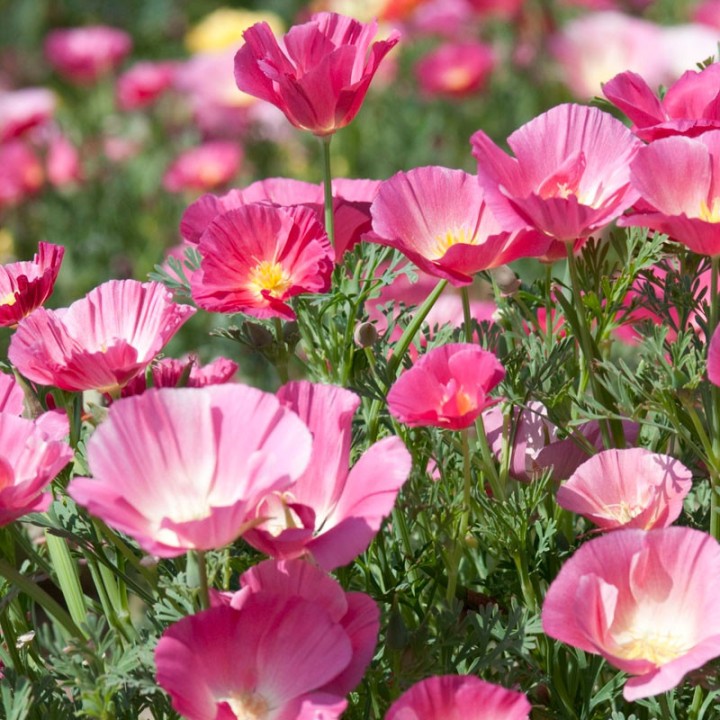 Papoula da Califórnia Rosa - Sementes