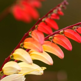 Sementes de Ipomoea versicolor ou Mina lobata | Loja de sementes