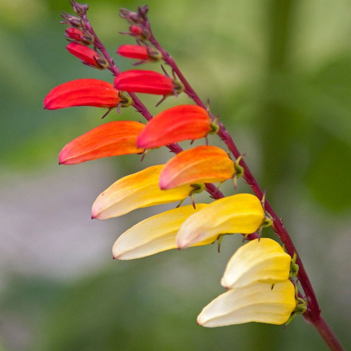 Sementes de Ipomoea versicolor ou Mina lobata | Loja de sementes