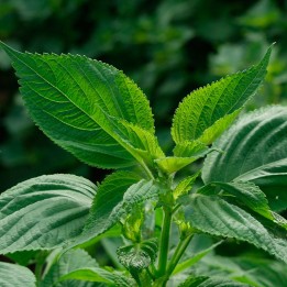 Sementes de perilla verde folha lisa (Perilla frutescens)
